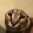 Momos 13