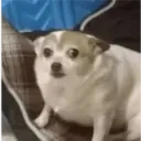 Animalitos 2 6