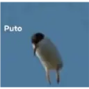 Animalitos 2 7