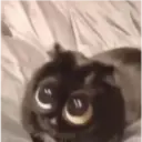 Animalitos 2 9