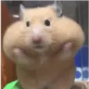 Animalitos 2 11