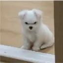 Animalitos 2 12
