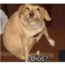Animalitos 2 23