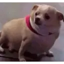 Animalitos 2 26