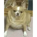 Animalitos 2 28