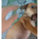 Calma perereka 16