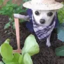 ANIMALES 2