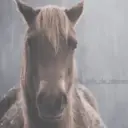 ANIMALES 5