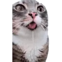 ANIMALES 7