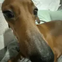 Love dogs 🩷 3