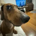 Love dogs 🩷 4