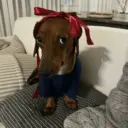 Love dogs 🩷 5