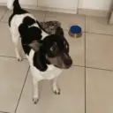Love dogs 🩷 9
