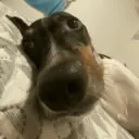 Love dogs 🩷 10