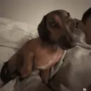 Love dogs 🩷 28