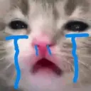 Kucing nangis cutee 1