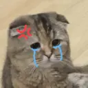 Kucing nangis cutee 2