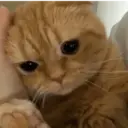 Kucing nangis cutee 3