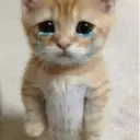 Kucing nangis cutee 5