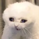 Kucing nangis cutee 6