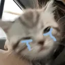 Kucing nangis cutee 7