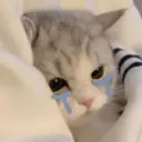 Kucing nangis cutee 8