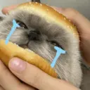 Kucing nangis cutee 10