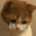 Kucing nangis cutee 11