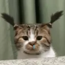 Kucing nangis cutee 12