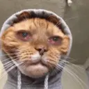Kucing nangis cutee 13
