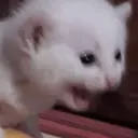 Kucing nangis cutee 14