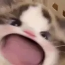 Kucing nangis cutee 15