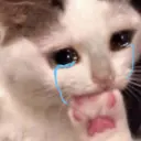 Kucing nangis cutee 18