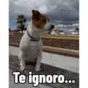 Firu 6
