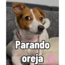 Firu 18