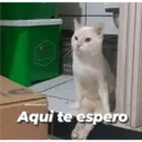 Michis enamorados 17