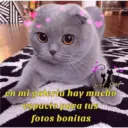 Michis enamorados 18