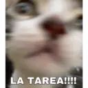 Michis enamorados 23