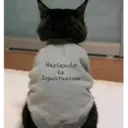 Michis enamorados 26