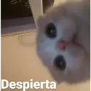 Michis enamorados 27