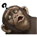 Macaco 5