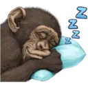 Macaco 7