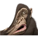 Macaco 8