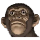 Macaco 9