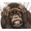 Macaco 12