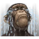 Macaco 13