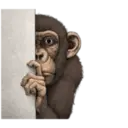 Macaco 16