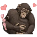 Macaco 17