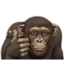 Macaco 18