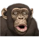 Macaco 21